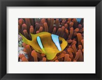 Framed Red Sea Clownfish