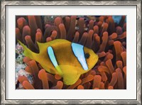 Framed Red Sea Clownfish