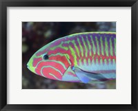 Framed Surge Wrasse