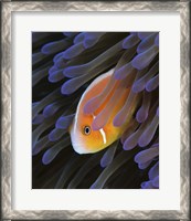 Framed Pink Anemonefish