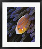 Framed Pink Anemonefish