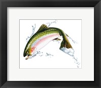 Framed Pink Salmon Jumping Out Of the Water
