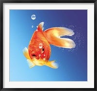 Framed Goldfish With Water Bubbles