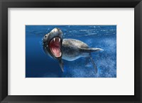 Framed Leopard Seal Swimming Underwater