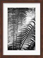 Framed Sunlit Palms II