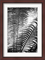 Framed Sunlit Palms II