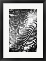Sunlit Palms II Framed Print