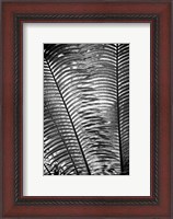 Framed Sunlit Palms I