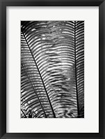 Sunlit Palms I Framed Print