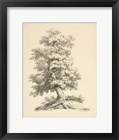 Tree Study II Dark Framed Print