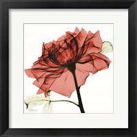 Framed Red Rose