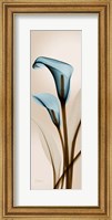 Framed Blue Calla Lily