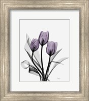 Framed Three Purple Tulips