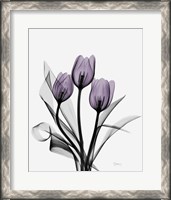 Framed Three Purple Tulips
