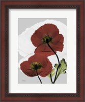 Framed Iceland Poppy