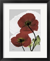 Framed Iceland Poppy