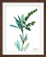 Framed Lily of The Valley