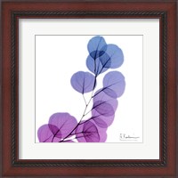 Framed Eucalyptus In Purp