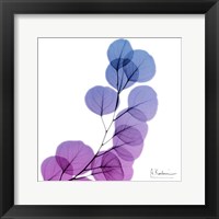 Framed Eucalyptus In Purp