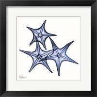 Framed Blue Three Starfish