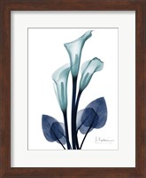 Framed Midnight Calla Lily 1