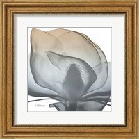 Framed Magnolia Earthy Beauty New