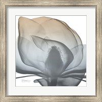Framed Magnolia Earthy Beauty New