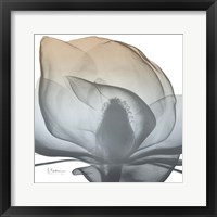 Framed Magnolia Earthy Beauty New