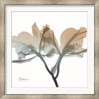 Framed Earthy Orchid