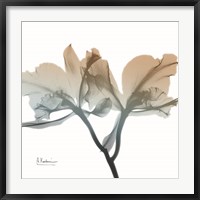 Framed Earthy Orchid