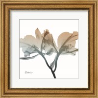 Framed Earthy Orchid