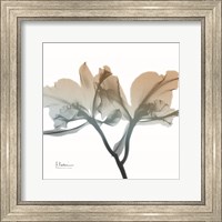 Framed Earthy Orchid