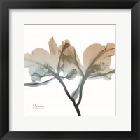 Framed Earthy Orchid