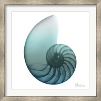 Framed Water Snail 4