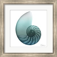 Framed Water Snail 4