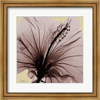 Framed Spring Hibiscus
