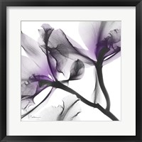 Framed Lavender Luster 1