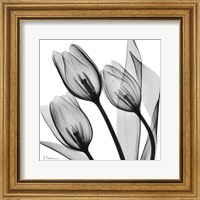 Framed Splendid Monotone Tulips