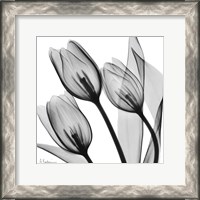 Framed Splendid Monotone Tulips
