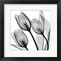 Framed Splendid Monotone Tulips