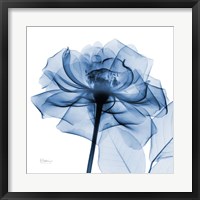 Framed Indigo Rose