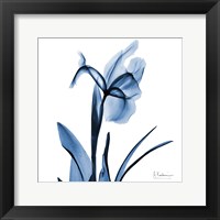 Framed Indigo Iris