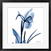 Framed Indigo Iris
