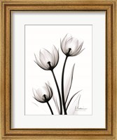 Framed Tulips High Contrast