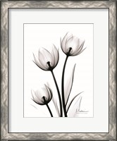 Framed Tulips High Contrast