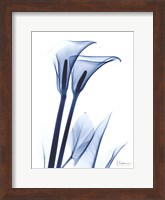 Framed Calla Lily Indigo