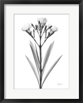 Framed Oleander