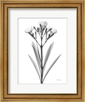 Framed Oleander