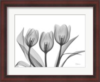 Framed Didiers Tulip
