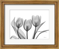 Framed Didiers Tulip